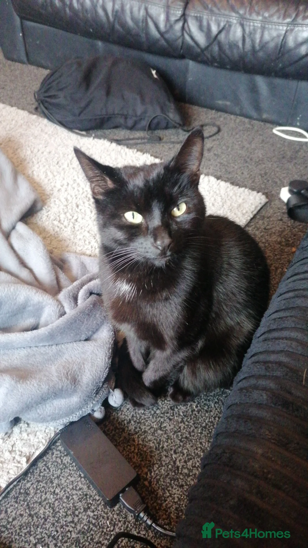 British Shorthair cats for sale: Black cat - Advert 2