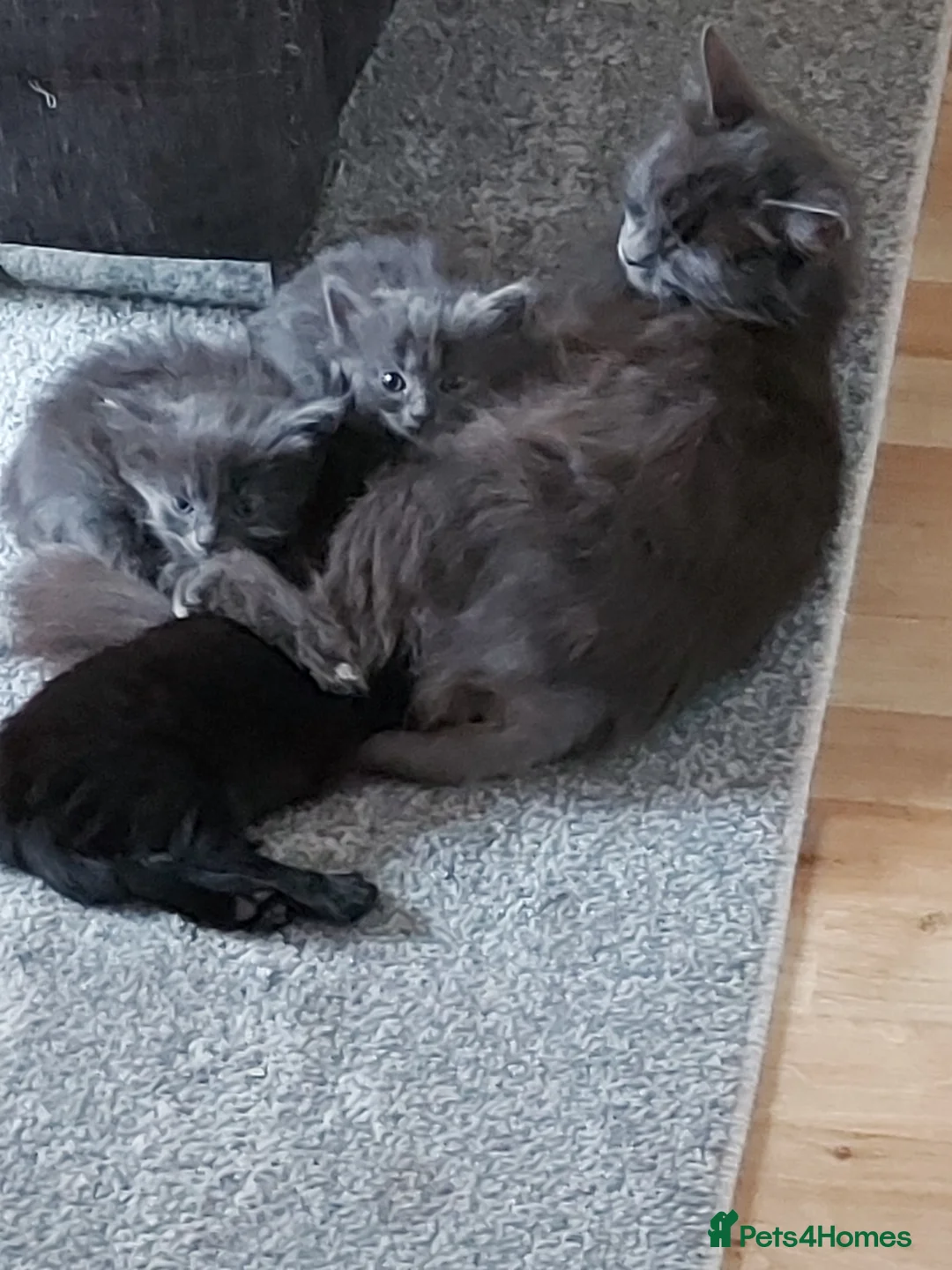 Mixed Breed cats for sale: Beautiful long haired kittens  - Advert 1