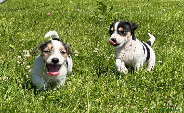Jack Russell dogs - Advert 2