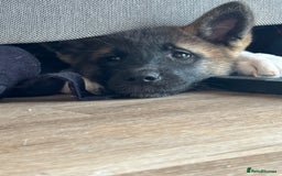 Akita dogs for sale: Stunning 5 months old Akita - Image 3