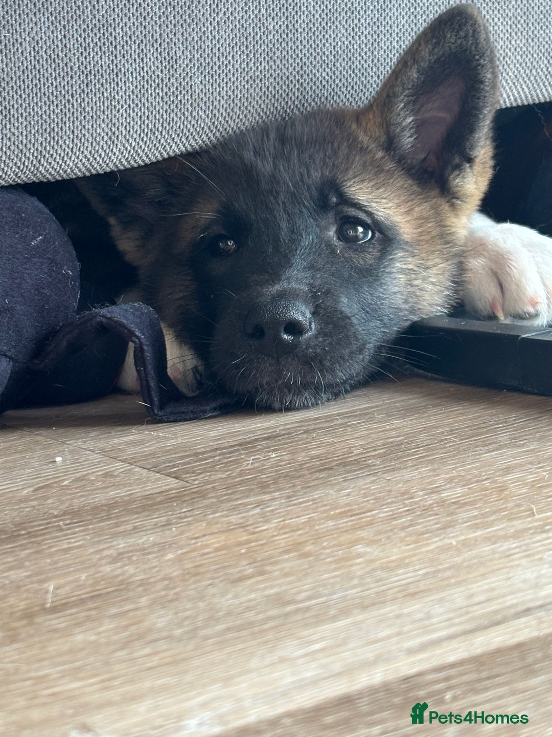Akita dogs for sale: Stunning 5 months old Akita - Image 3