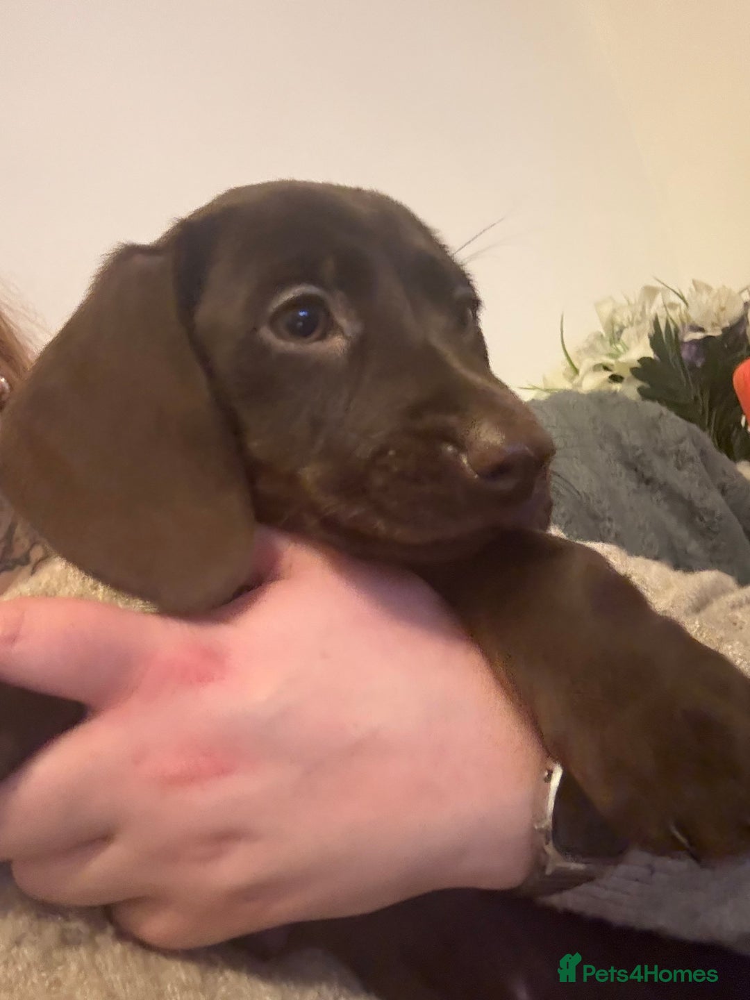 Labradoodle dogs for sale: mini labradoodle mix / LAST 2 GIRLS READY NOW! - Advert 18