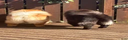Chow Chow dogs for sale: KC REGISTERED CHOW CHOW  - Advert 4