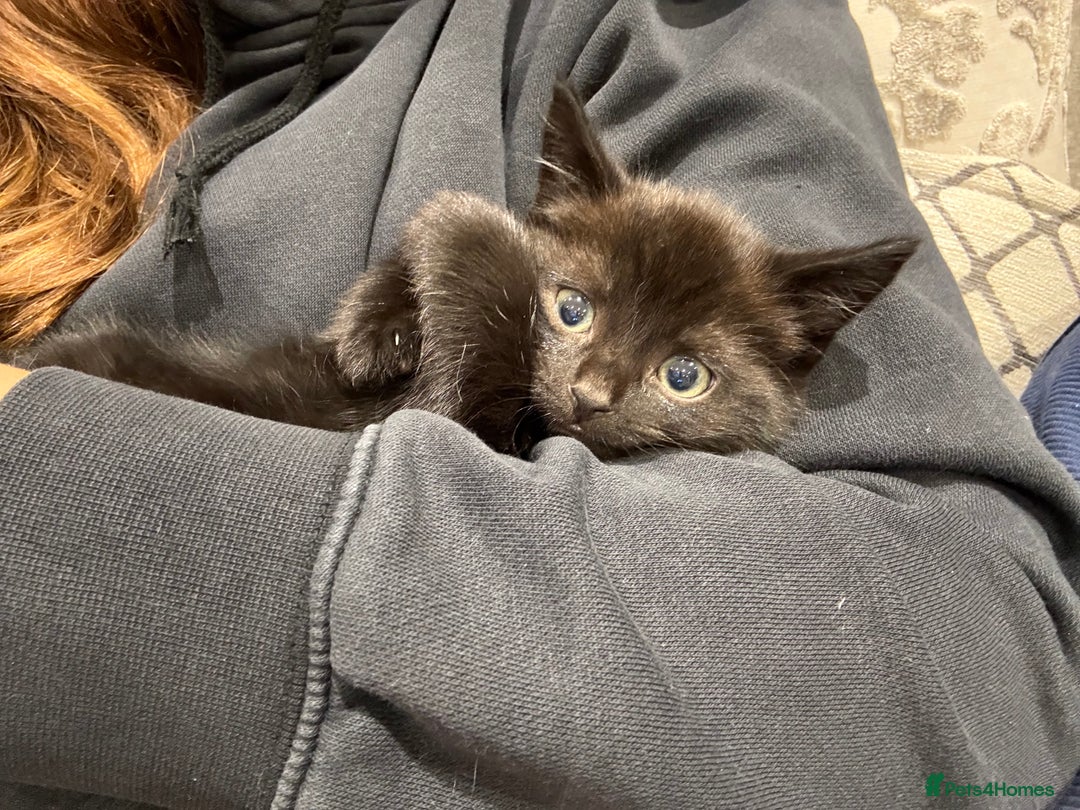 Mixed Breed cats for sale: Kittens for sale in Hyde - Image 2
