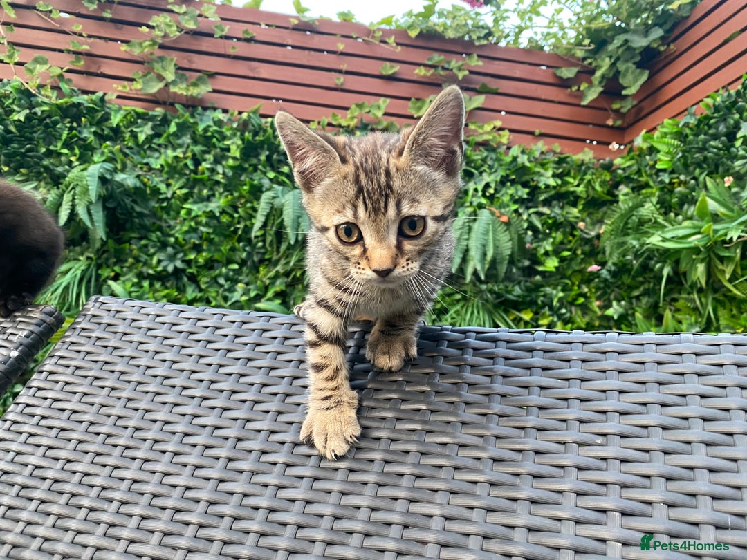 Mixed Breed cats for sale: 4 beautiful kittens, Bengal & British shorthair - Image 8