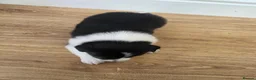 Border Collie dogs for sale: Border Collie Puppies  in Sheffield - Advert 21