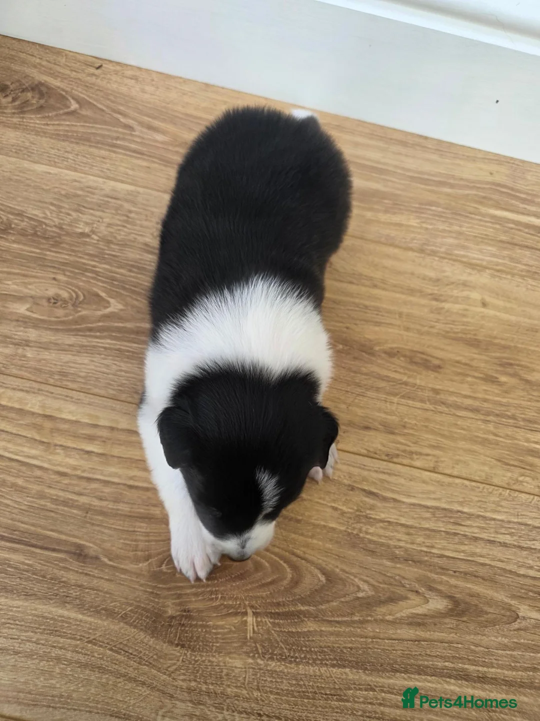 Border Collie dogs for sale: Border Collie Puppies  in Sheffield - Advert 21