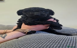 Standard Poodle dogs for sale: KC standard poodle for sale ! - Image 4