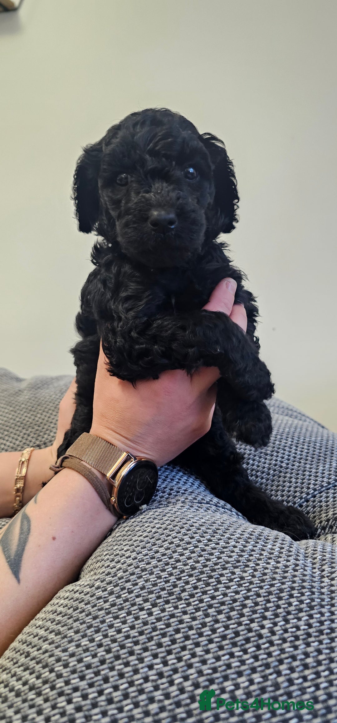 Standard Poodle dogs for sale: KC standard poodle for sale ! - Image 4