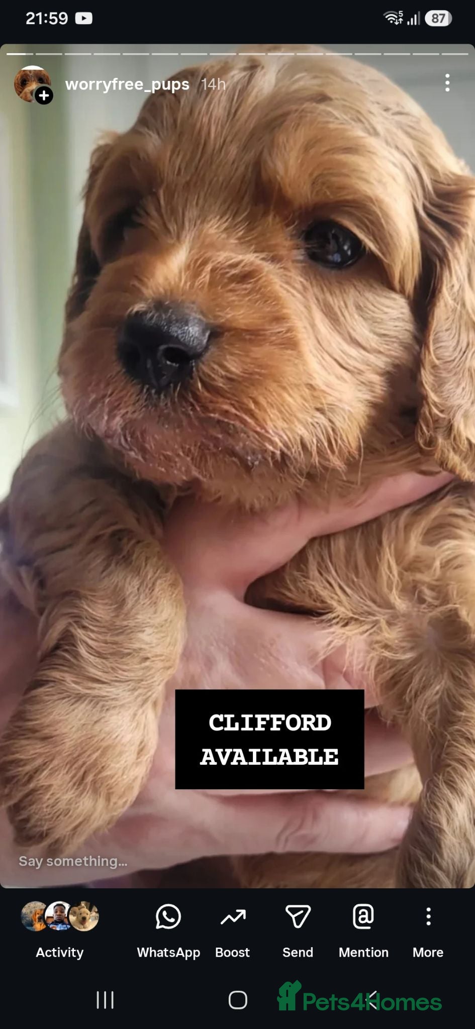Cavapoo dogs HEALTH-TESTED CAVAPOOS. - Advert 2