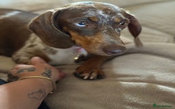 Miniature Dachshund dogs for sale: Beautiful kc mini dachshunds  - Image 31
