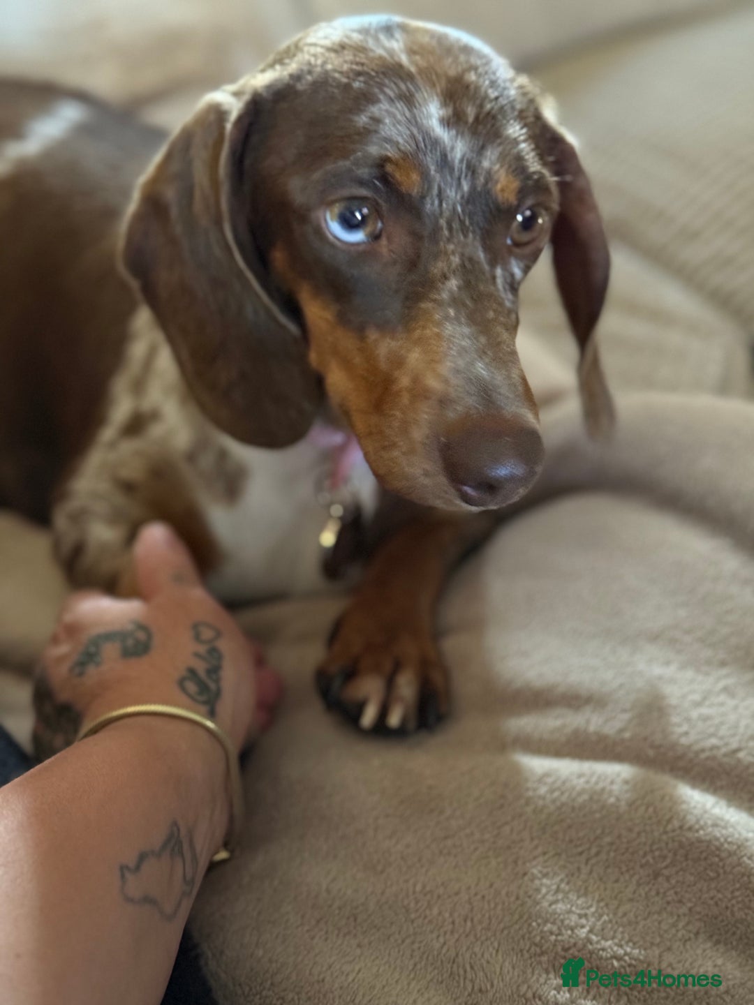 Miniature Dachshund dogs for sale: Beautiful kc mini dachshunds  - Image 31