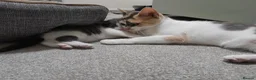 Mixed Breed cats for sale: Stunning Grey and White Kitten - Advert 5