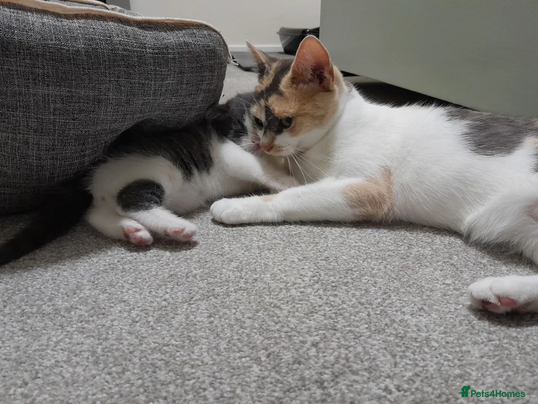 Mixed Breed cats for sale: Stunning Grey and White Kitten - Advert 5