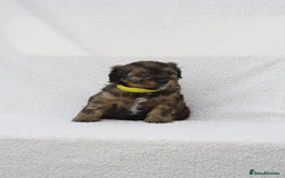 Mixed Breed dogs for sale: Havatoodle Pups - Image 16