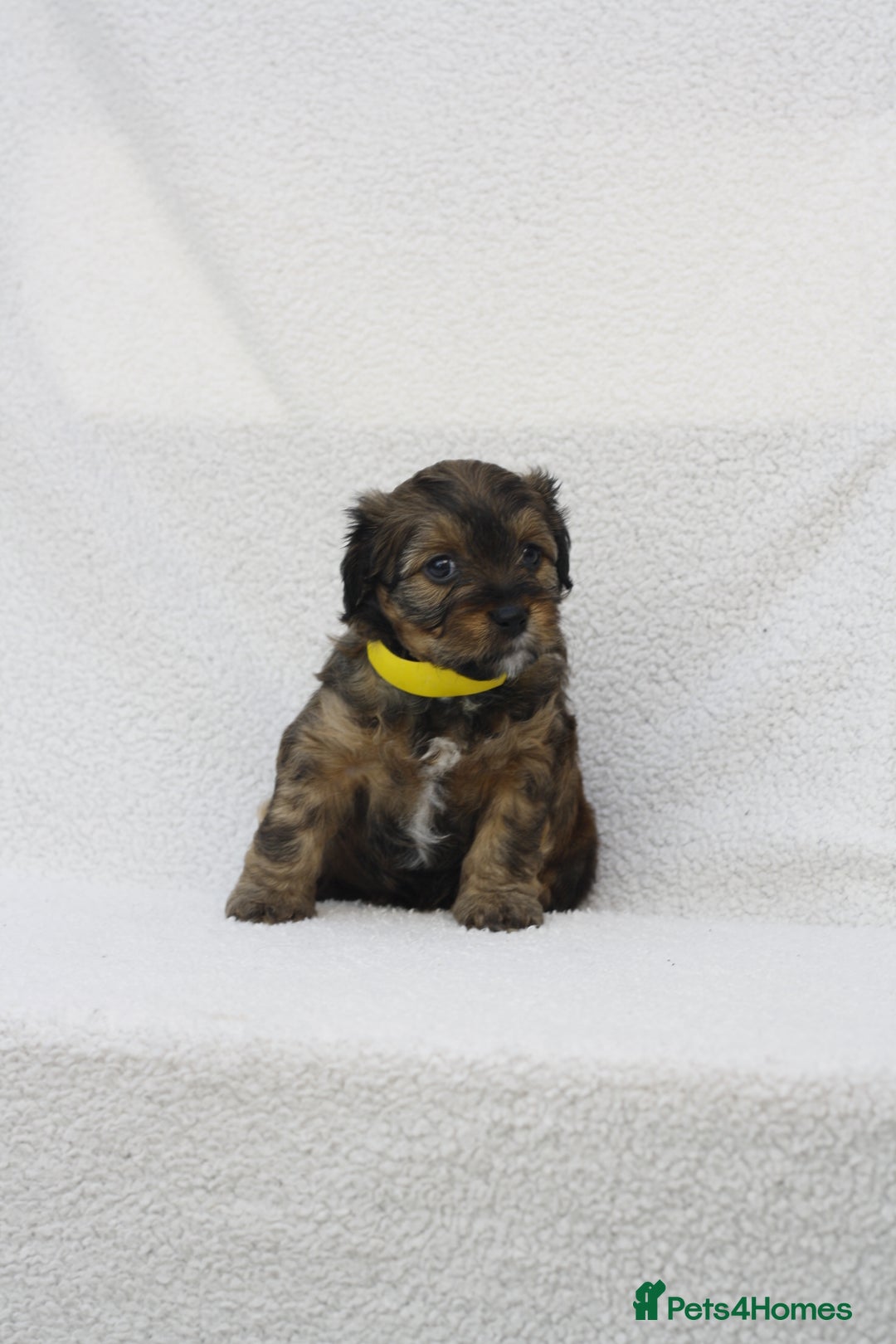 Mixed Breed dogs for sale: Havatoodle Pups - Image 16