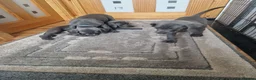 Weimaraner dogs for sale: Outstanding blue kc registered weimaraner puppies  - Advert 3