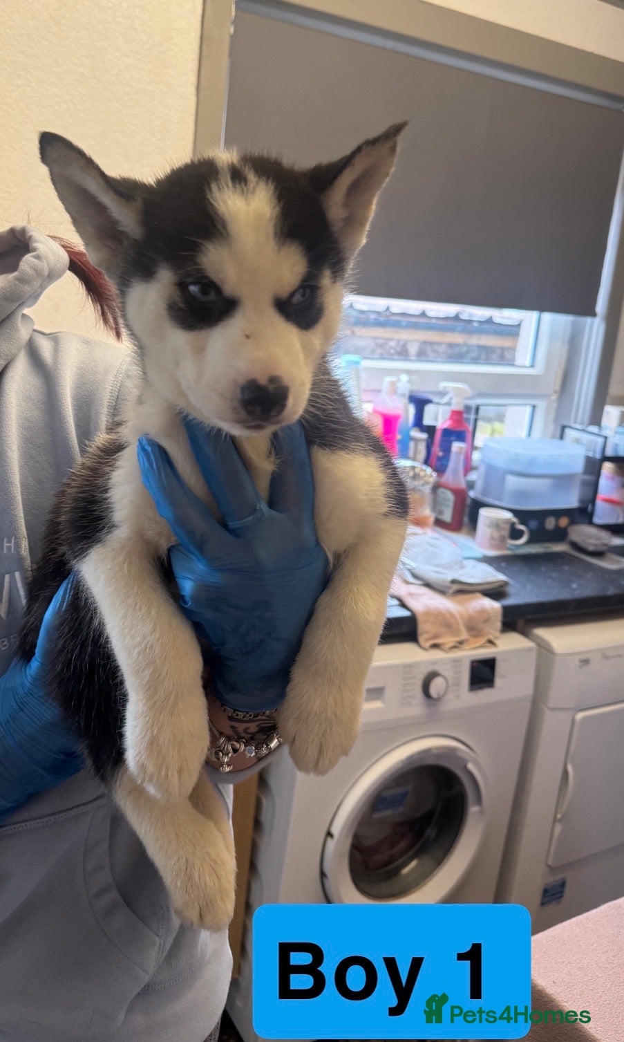 Siberian Husky dogs Siberian Husky Pups  (READY TO GO NEXT WEEK) - Advert 9