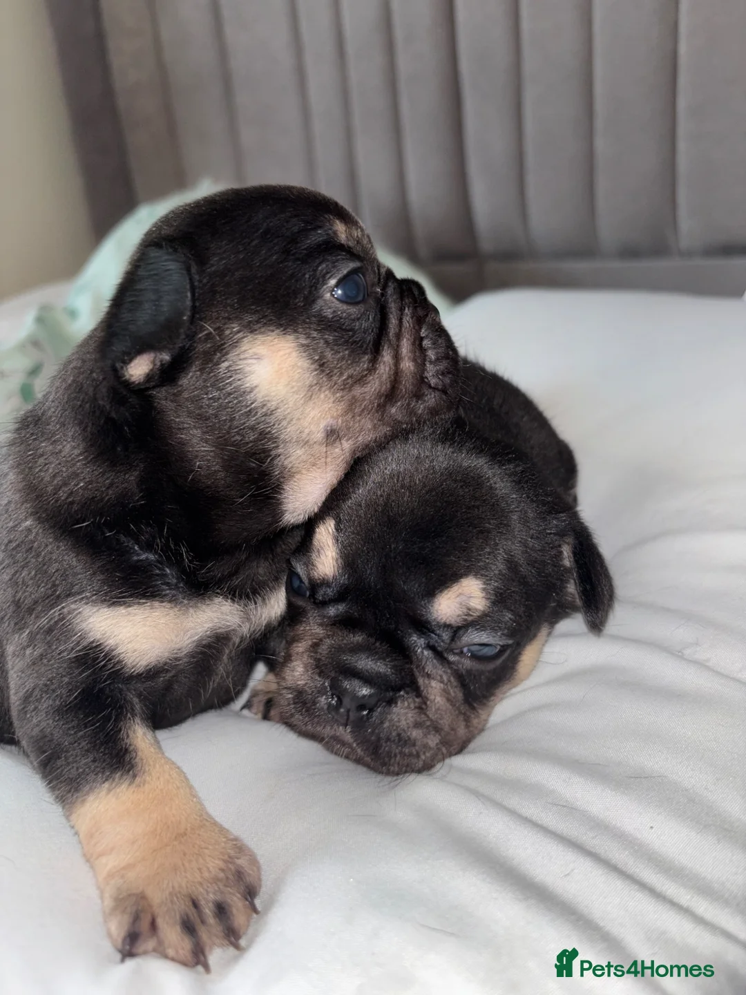 French Bulldog dogs for sale: Gorgeous French bulldogs  - Advert 2