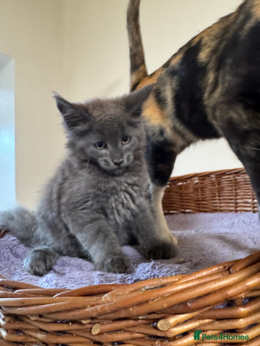 Maine Coon cats for sale: Beautiful Mainecoon kittens ready to leave home  - Image 14