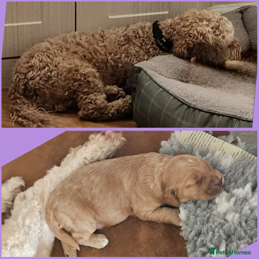 Cockapoo dogs for stud: Buddy - F2b Merle Cockapoo REPEATEDLY PROVEN  Stud in Manchester - Advert 2