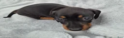 Miniature Dachshund dogs for sale: Stunning KC Reg, PRA Clear dachshund pupies - Advert 7