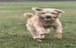 Mixed Breed dogs for sale: Lakeland/Border Terrier for sale - Image 6