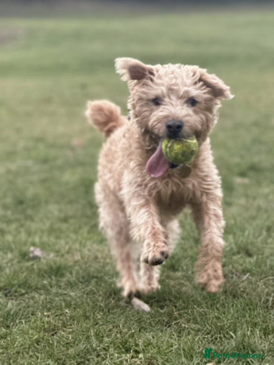 Mixed Breed dogs for sale: Lakeland/Border Terrier for sale - Image 6