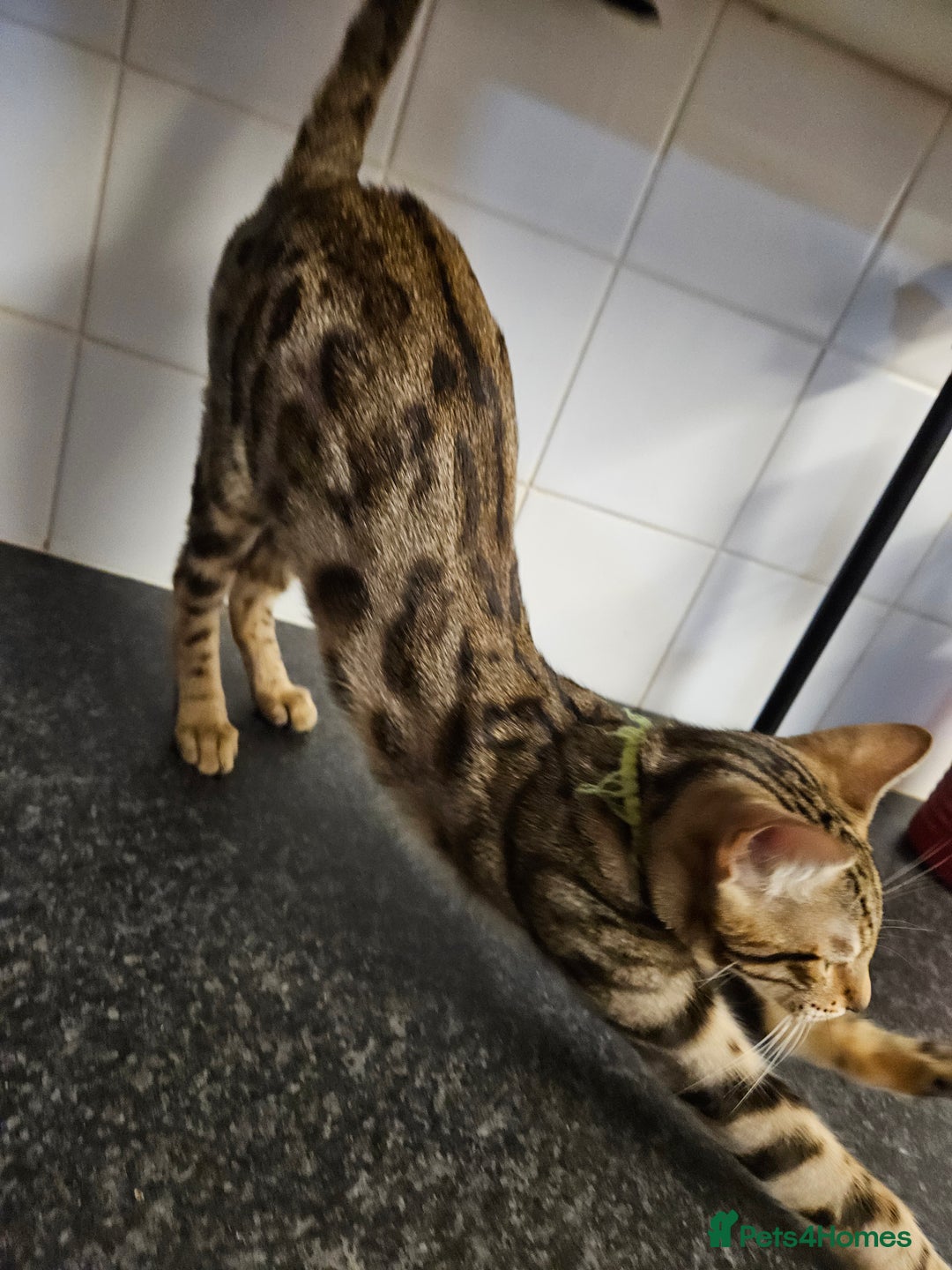 Bengal cats for sale: Silver/ mink bengals kittens  - Advert 14