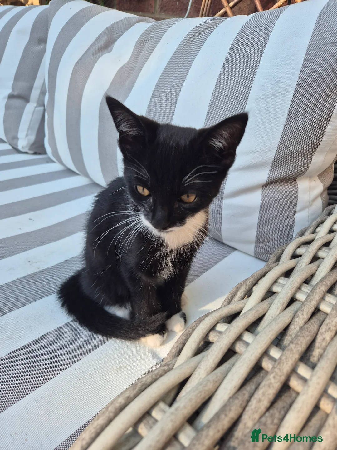 British Shorthair cats for sale: Cheeky tuxedo boy cat. - Advert 2