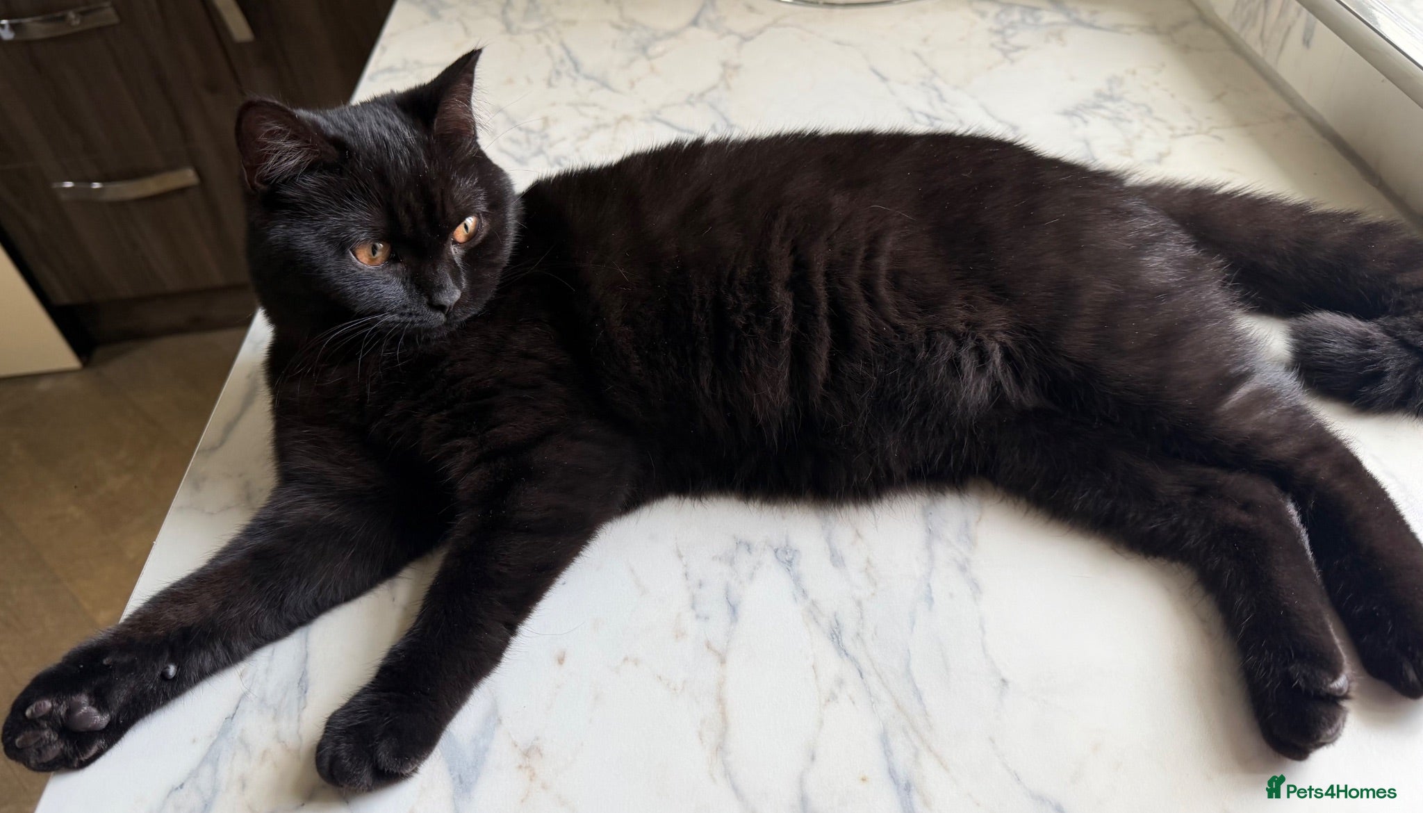 Bombay cats Bombay / British short hair - Advert 1