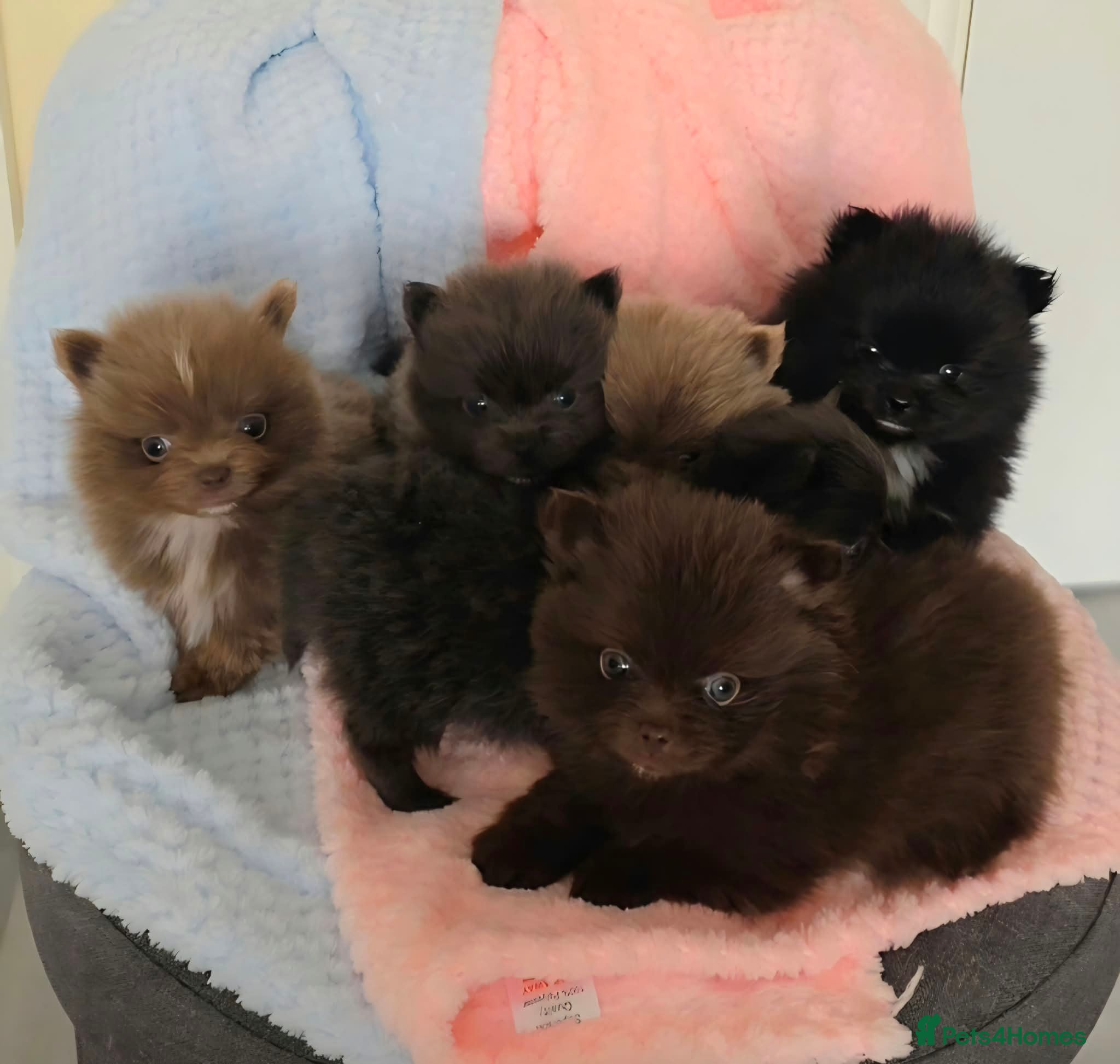 Pomeranian dogs 🐶 Tiny pomeranian puppies 🐶  - Advert 1