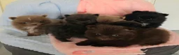 Pomeranian dogs for sale: 🐶 Tiny pomeranian puppies 🐶  - Advert 1