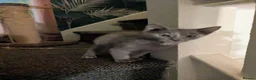 Mixed Breed cats for sale: Beautiful grey tri colour kitten girls - Advert 2