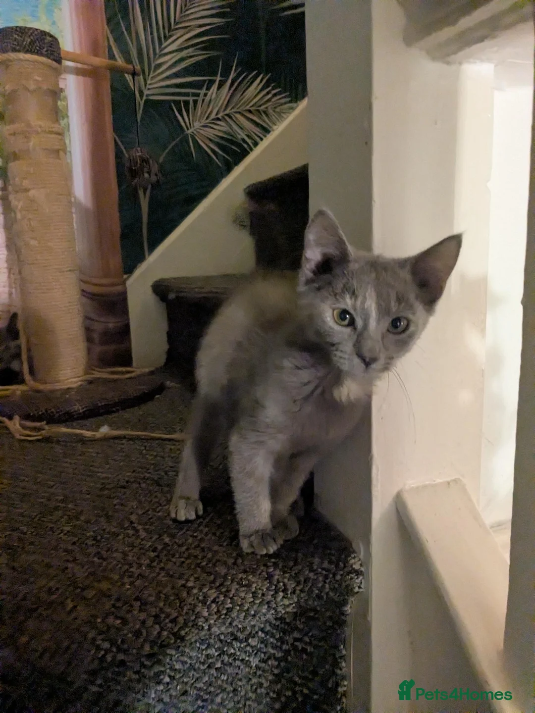 Mixed Breed cats for sale: Beautiful grey tri colour kitten girls - Advert 2