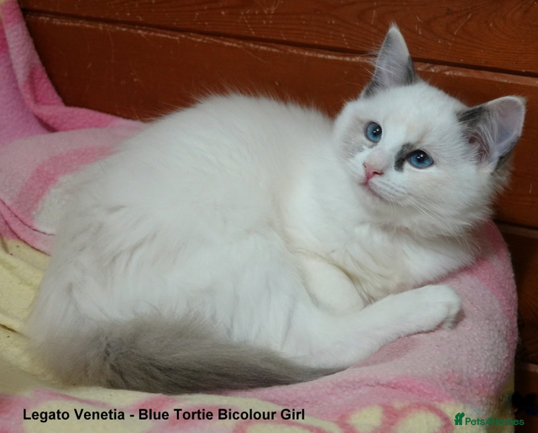 Ragdoll cats for sale: Beautiful GCCF Reg Ragdoll Kitten - Advert 3