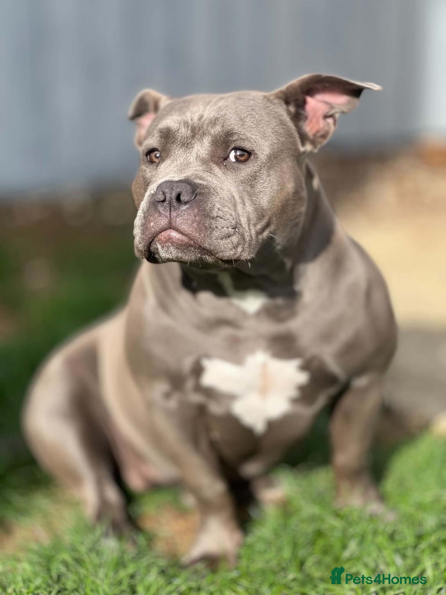 American Bully dogs 7 month Old Pocket Bully - Advert 20