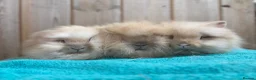 Mini Lop rabbits for sale: Lionhead Babies Ready to leave  - Advert 5