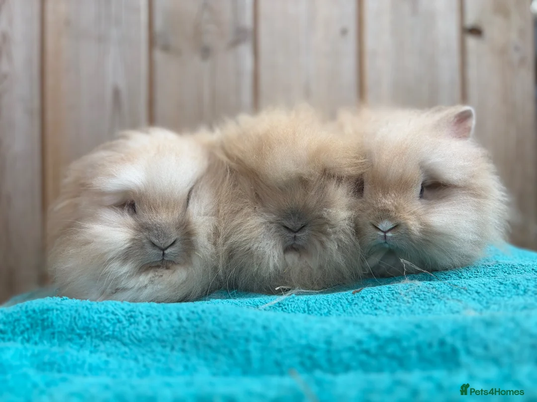 Mini Lop rabbits for sale: Lionhead Babies Ready to leave  - Advert 5