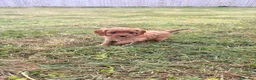 Cavapoo dogs for sale: Beautiful Cavapoo Litter of five for sale.  - Advert 19