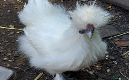 Chickens poultry for sale: Mixed Silkie chickens (Trio/all). Hatched 2025 - Image 7