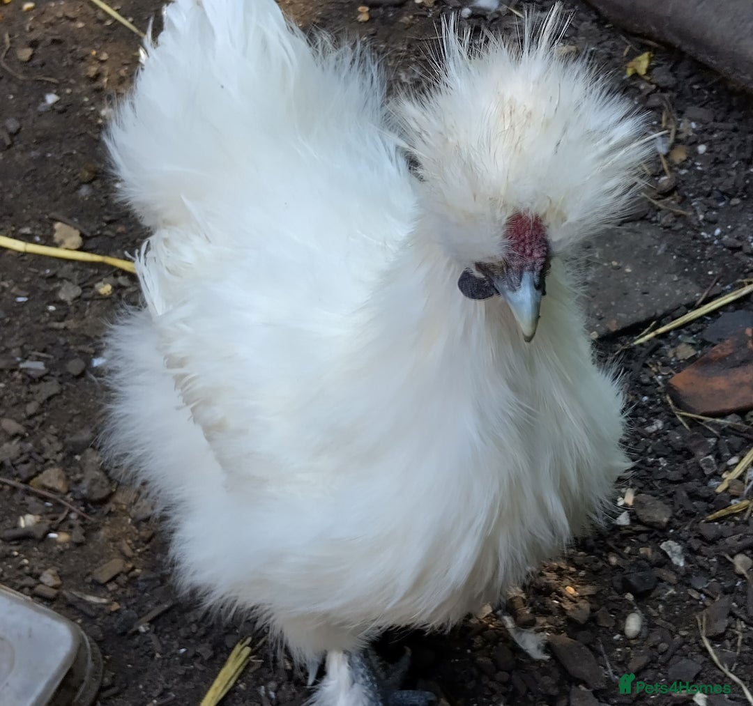 Chickens poultry for sale: Mixed Silkie chickens (Trio/all). Hatched 2025 - Image 7
