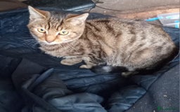 Domestic Shorthair cats for sale: beautiful kittens  - Image 6