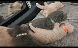 British Shorthair cats for sale: Pretty British shorthair  - Image 12