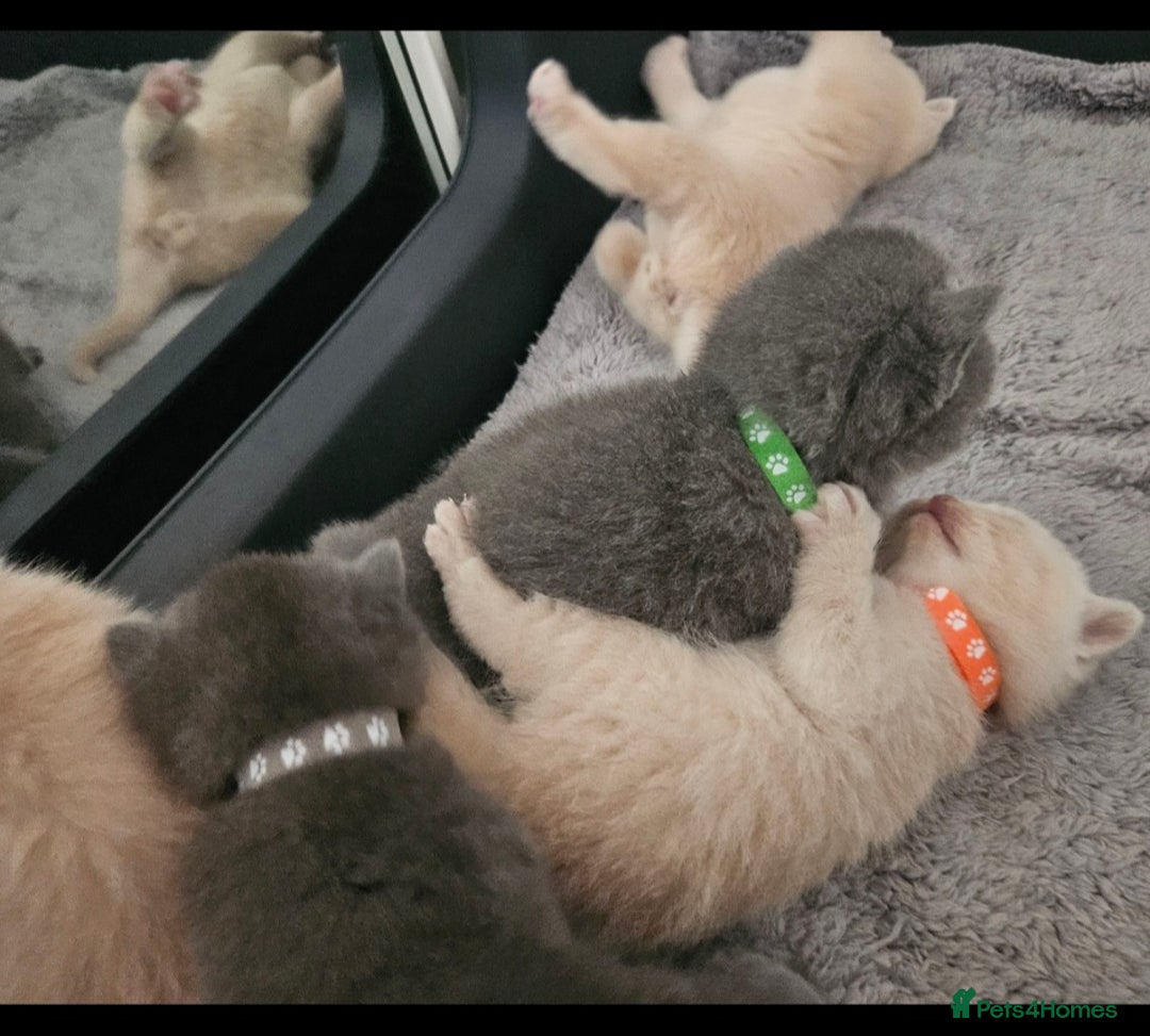 British Shorthair cats for sale: Pretty British shorthair  - Image 12