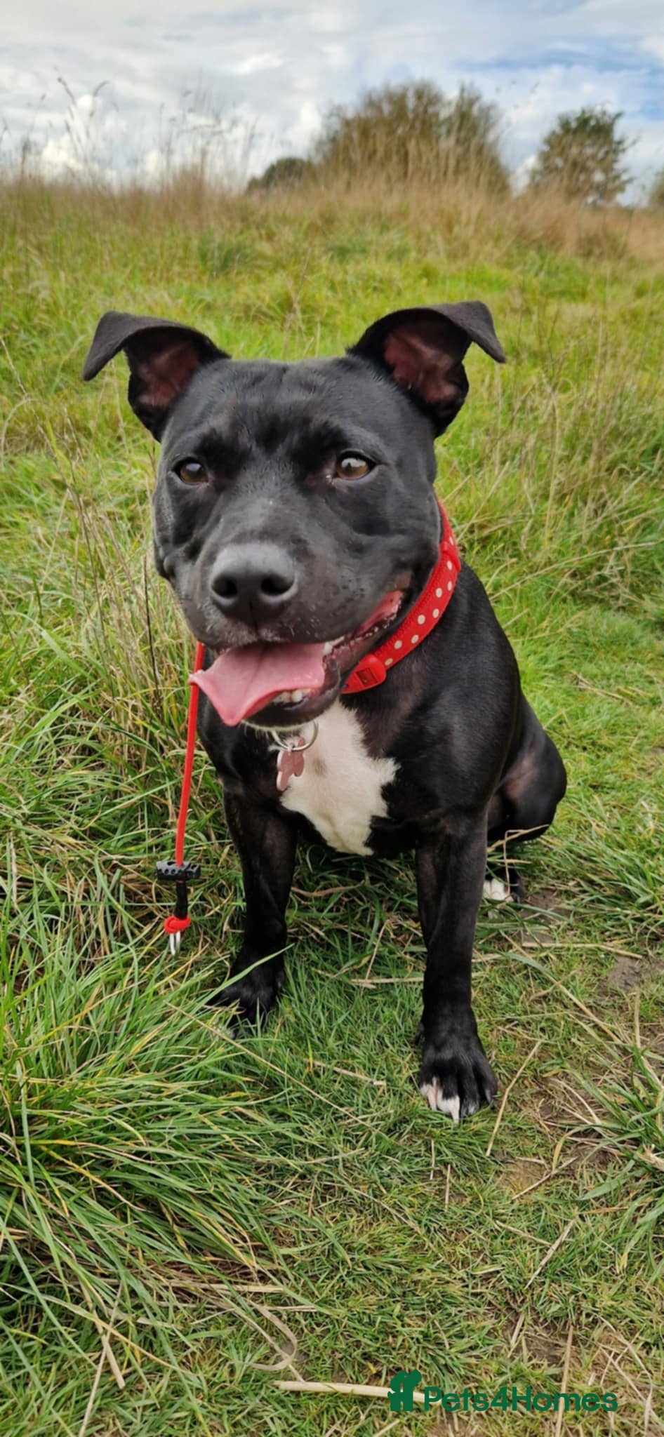 Staffordshire Bull Terrier dogs 3 year old female staffy - Advert 15