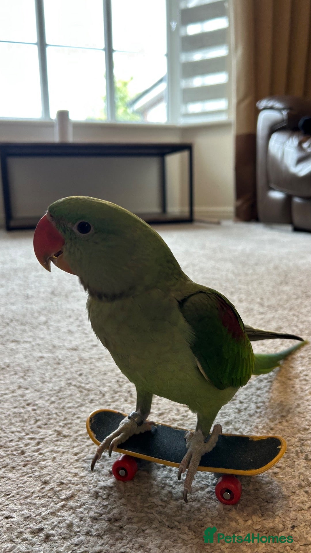 Parrots birds Playful hand reared Alexandrine  - Advert 1
