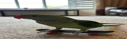 Parrots birds for sale: Playful hand reared Alexandrine  - Advert 1