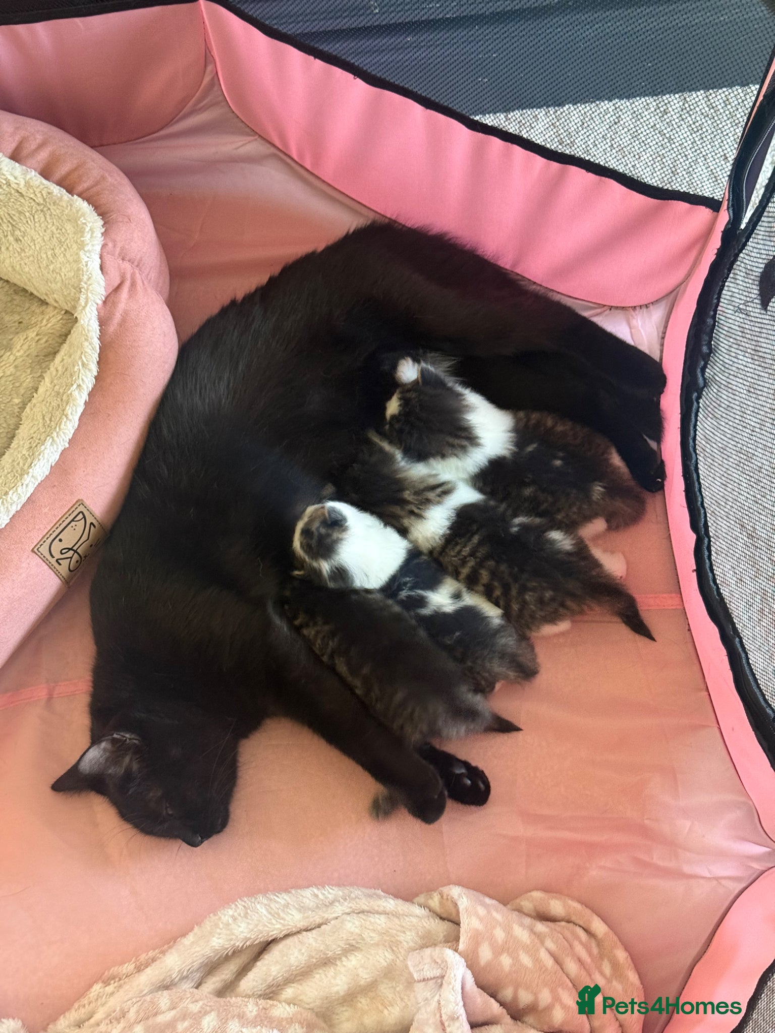 British Shorthair cats Beautiful Family Raised Kittens  - Advert 3