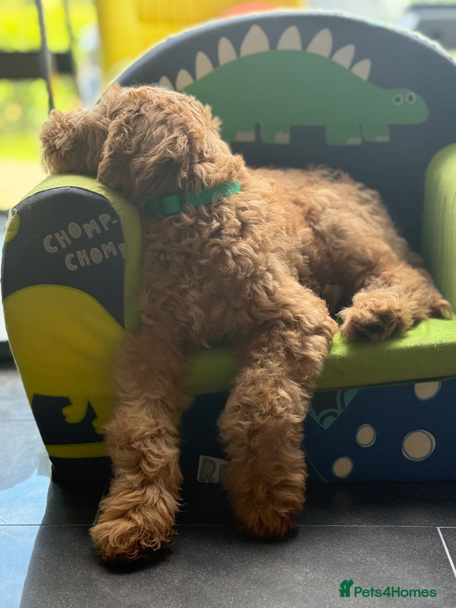 Australian Labradoodle dogs DOODLE BONKERS  - Advert 1